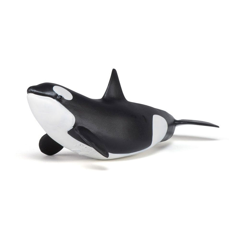 PAPO Marine Life Killer Whale Calf Toy Figure, Three Years or Above, Black/White