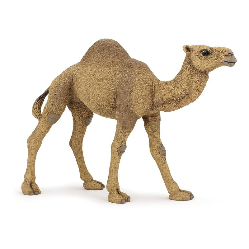 PAPO Wild Animal Kingdom Dromedary Toy Figure, 3 Years or Above, Brown