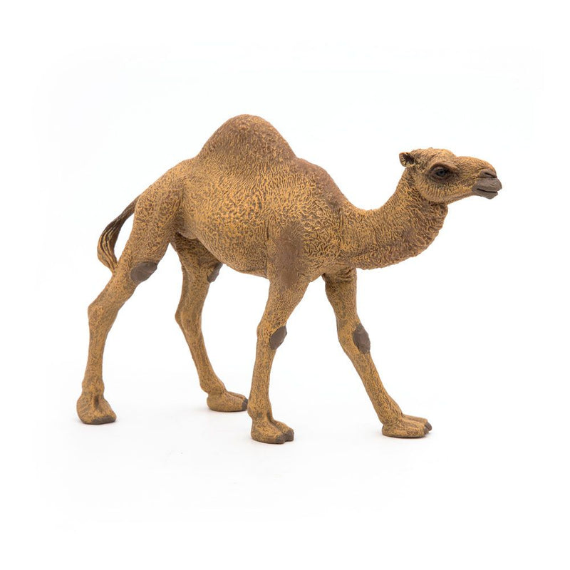 PAPO Wild Animal Kingdom Dromedary Toy Figure, 3 Years or Above, Brown