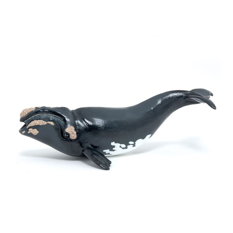 PAPO Marine Life Right Whale Toy Figure, Three Years and Above, Black