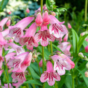 penstemonlightpink.jpg