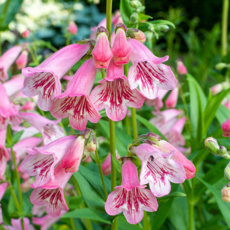 penstemonlightpink.jpg