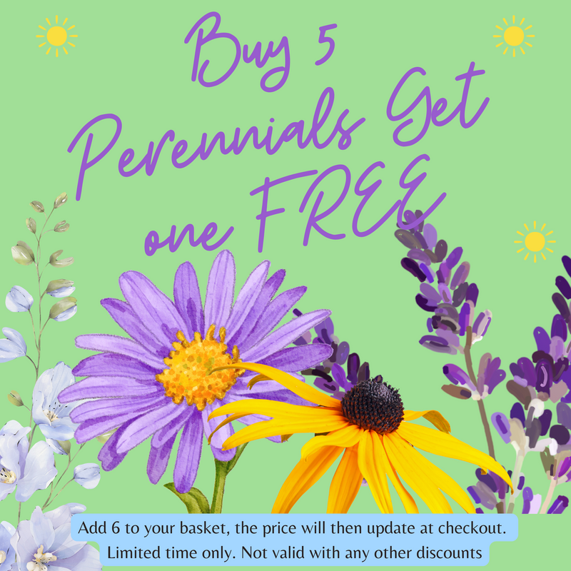 perennials_offer_pic.png
