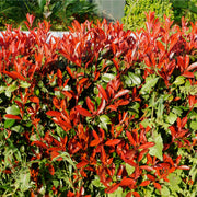 photiniaredrobinhedge.jpg
