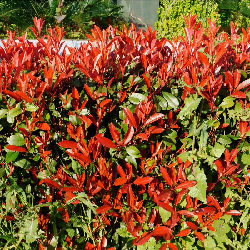 photiniaredrobinhedge.jpg