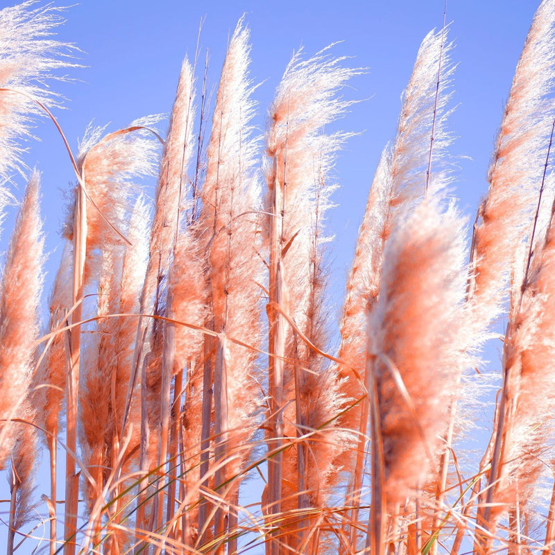 pinkpampas.jpg