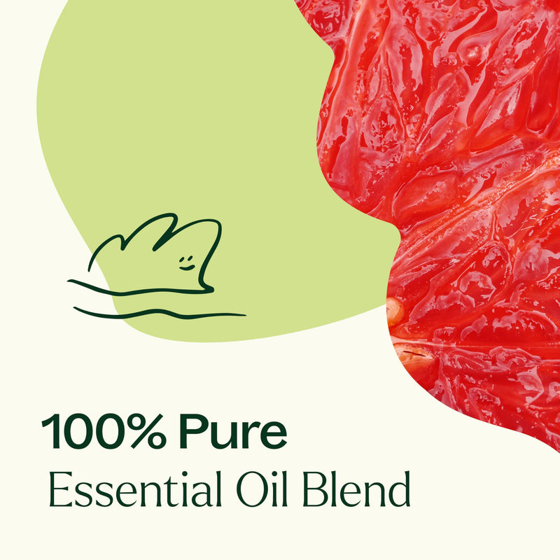 Brain Aid Essential Oil Blend for Focus & Attention – Plant Therapy 10 mL