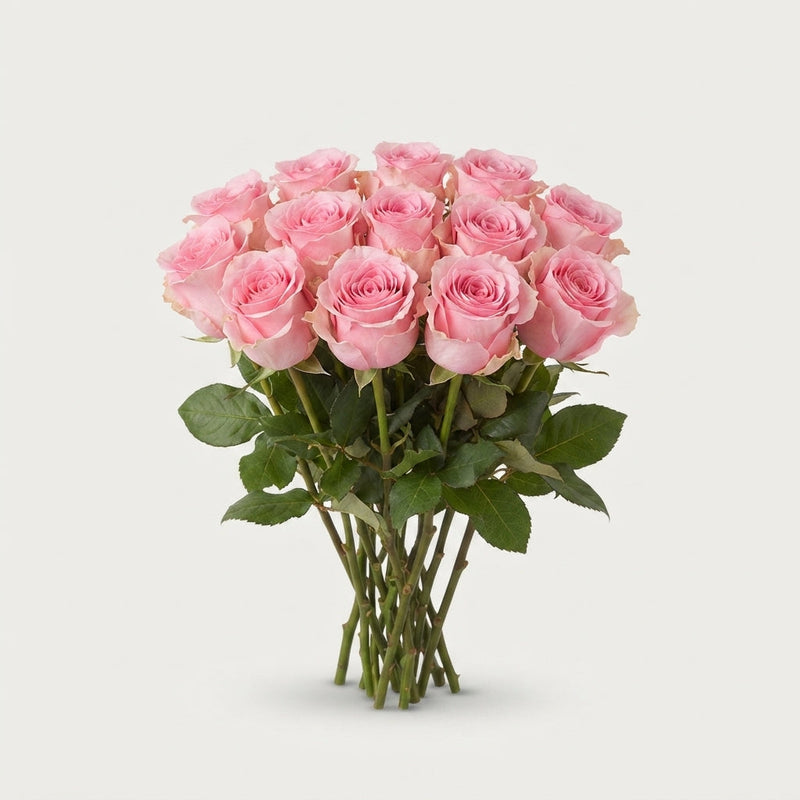 Rose Seductive