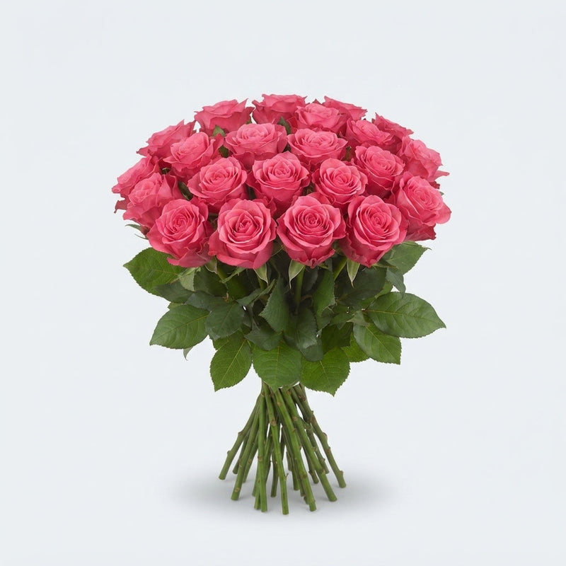 Rose Pink Tacazzi