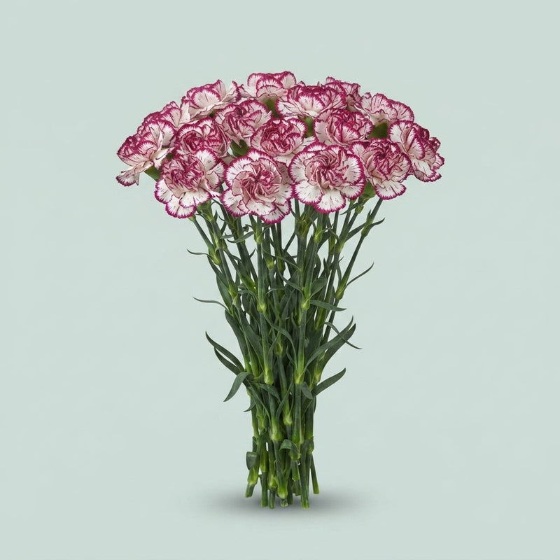 Carnation Standard Bacarat