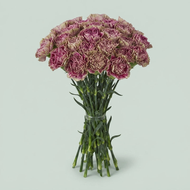 Carnation Standard Antiqua