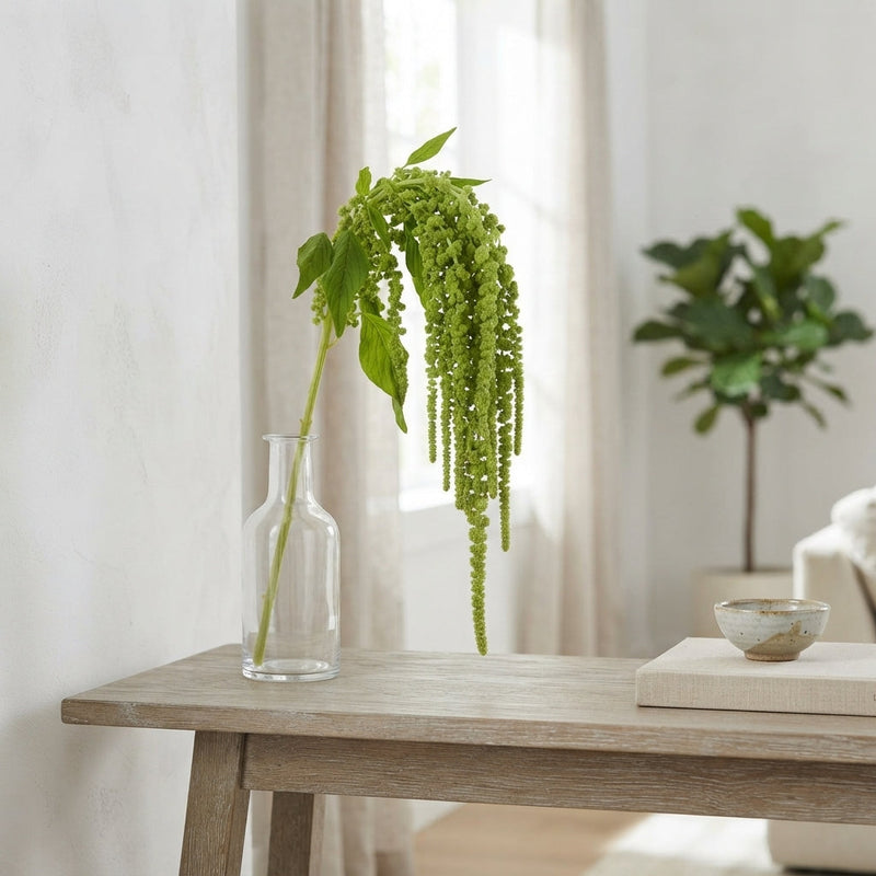 Amaranthus Cycloop