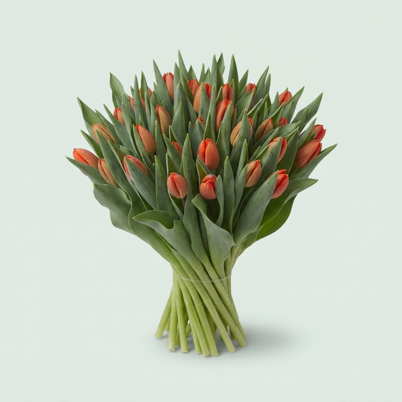 Tulip Time Out