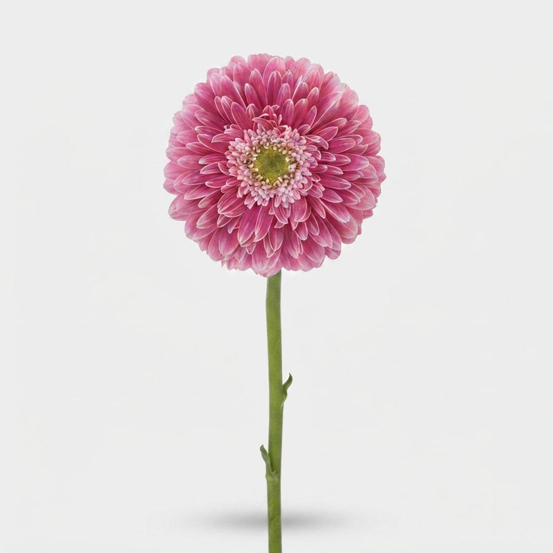 Gerbera Large Power Ball