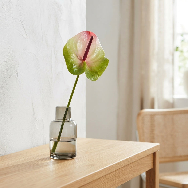 Anthurium Zafira