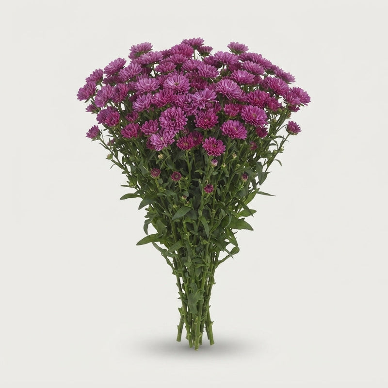 Aster Flash