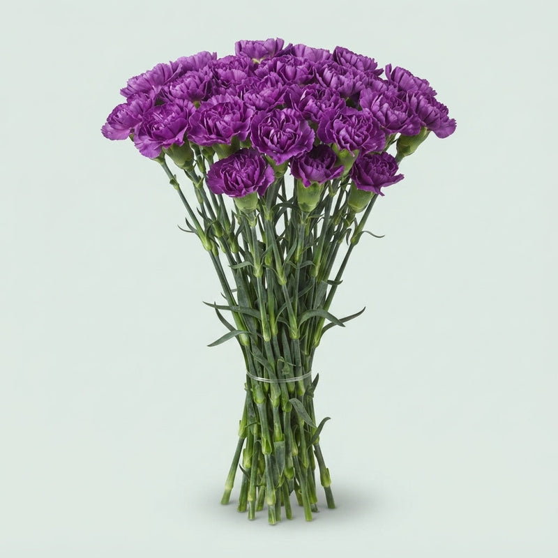 Carnation Standard Moonlite (20 Stems)
