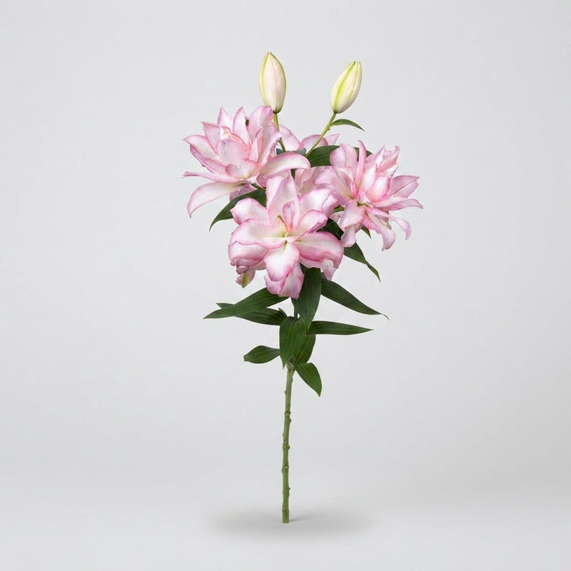 Lily Roselily Anouska (OR) (10 Stems)