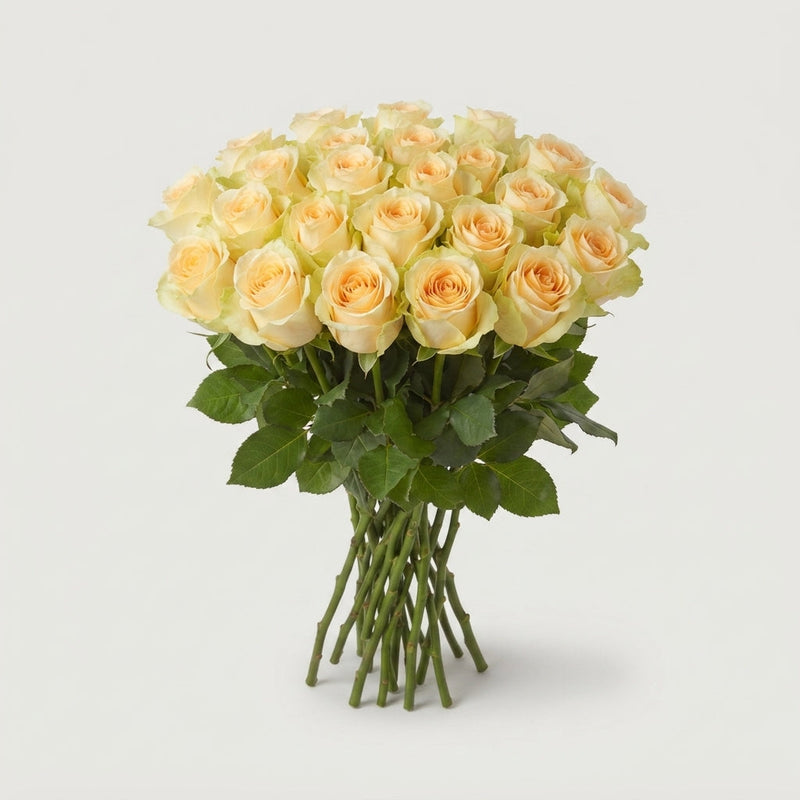Rose Magic Avalanche+