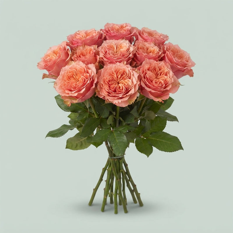 Rose Blushing Reeva