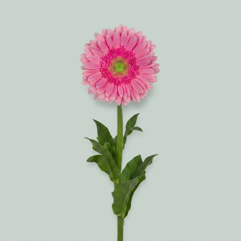Gerbera Large Glossy
