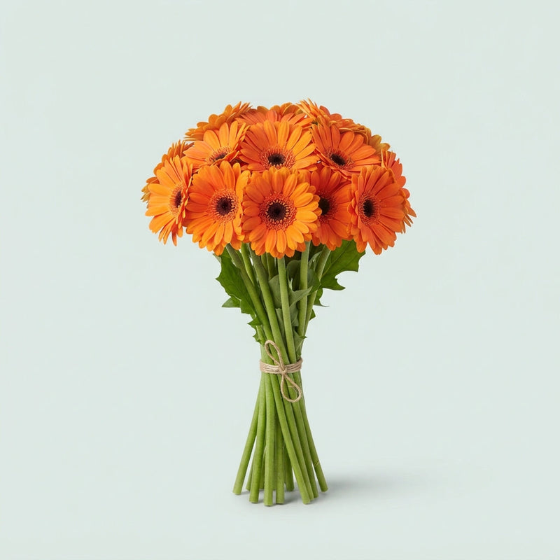 Gerbera Atlanta (15 Stems)
