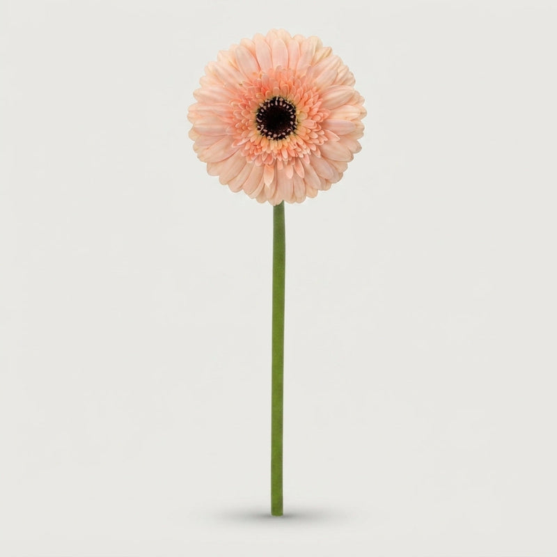 Gerbera Cafe Del Mar (15 Stems)