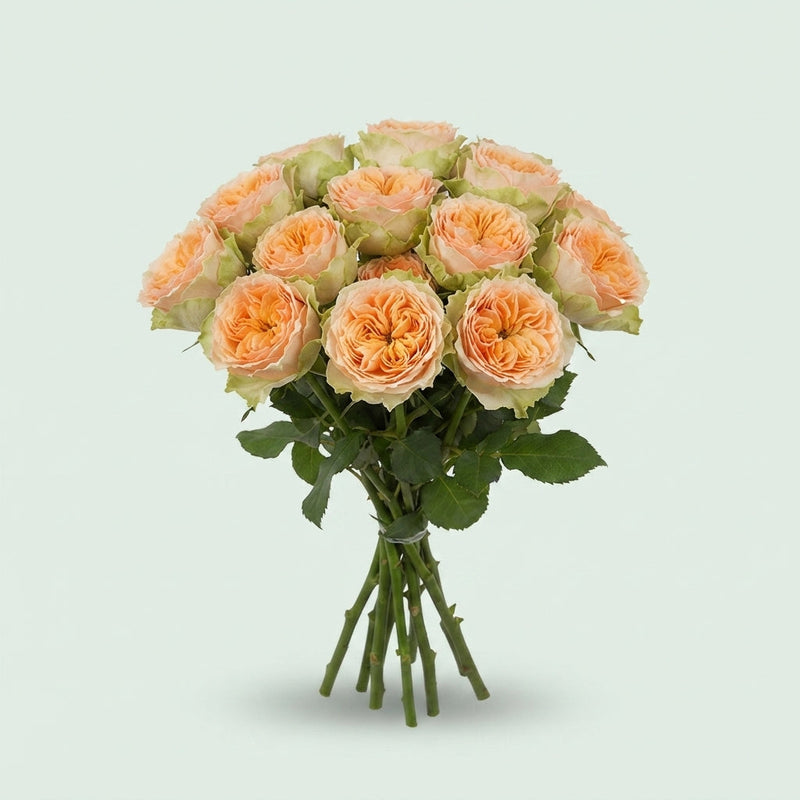 Spray Rose Holly