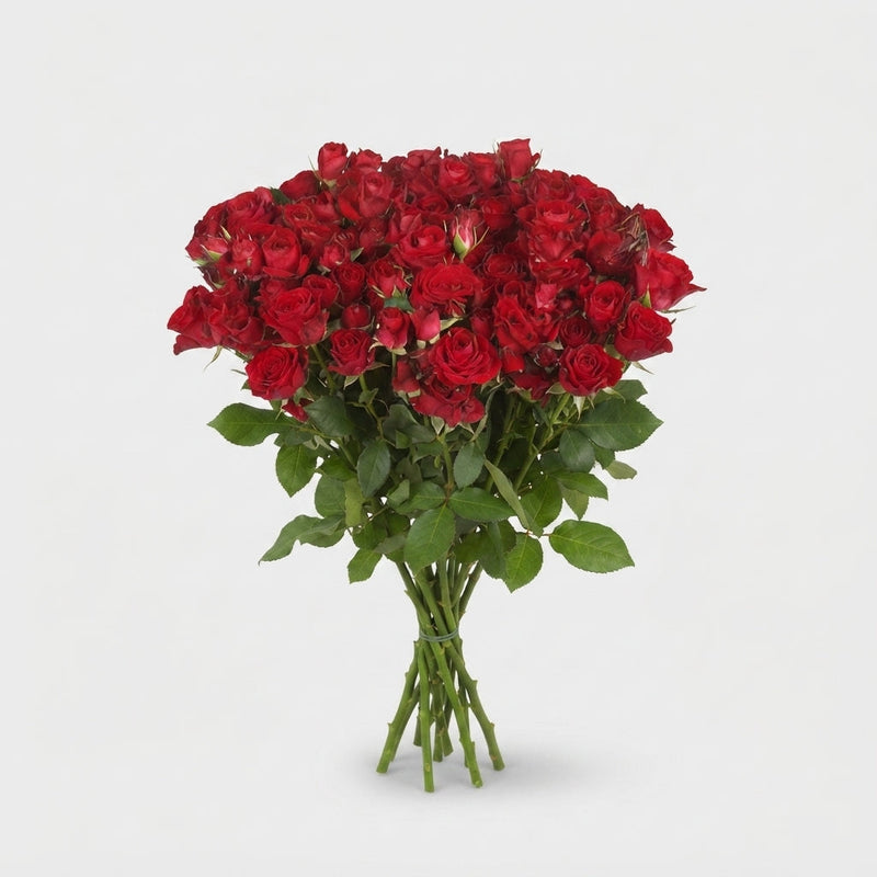 Spray Rose Dominica