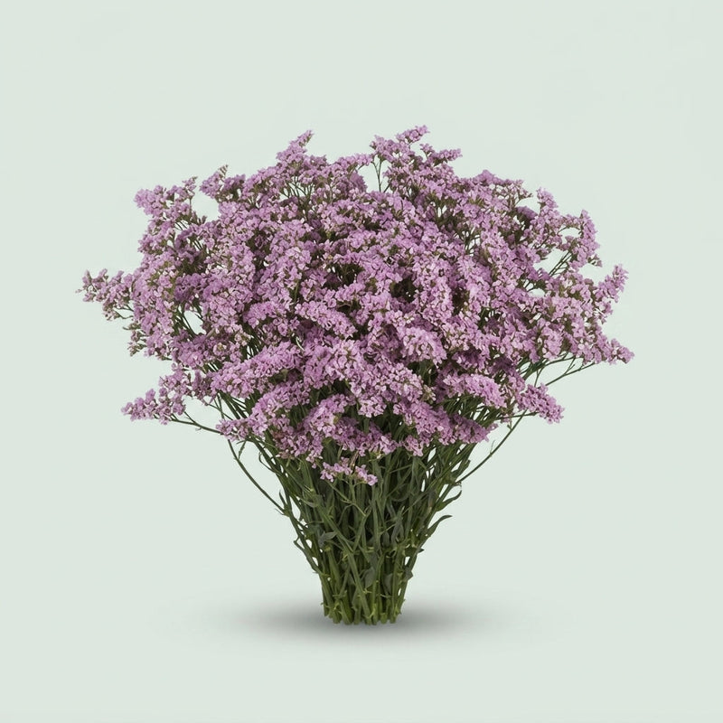 Limonium Oshi Pink (25 Stems)