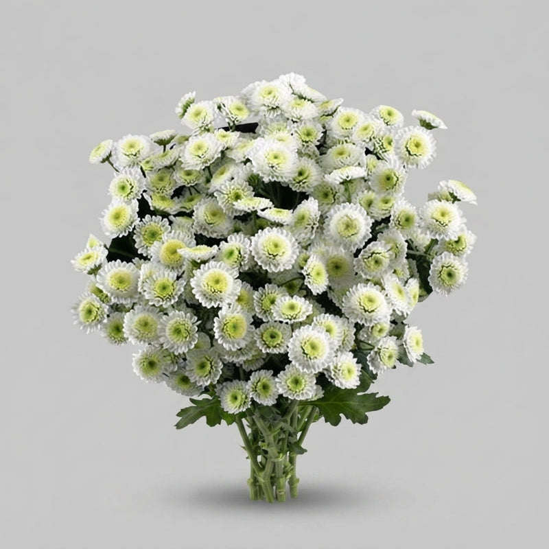 Chrysanthemum Spray Stallion White