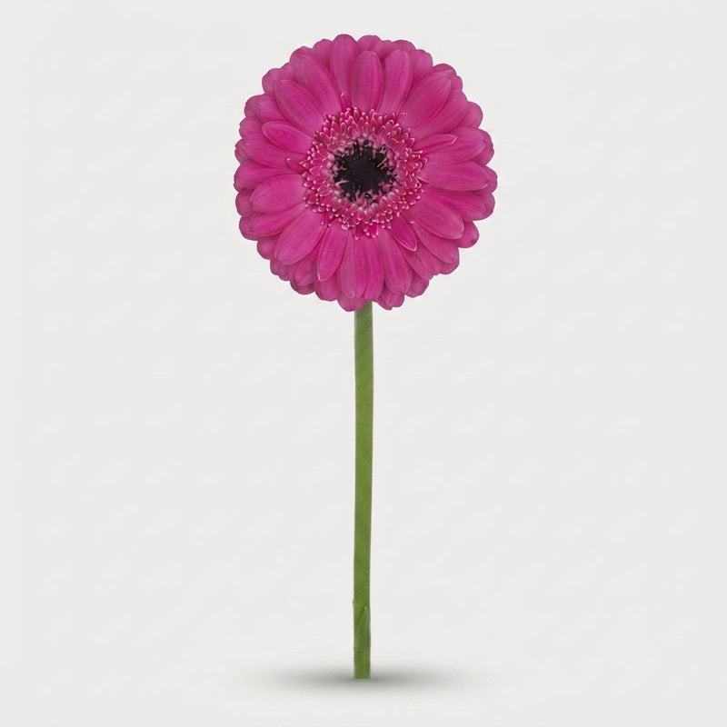 Germini Anna (20 Stems)