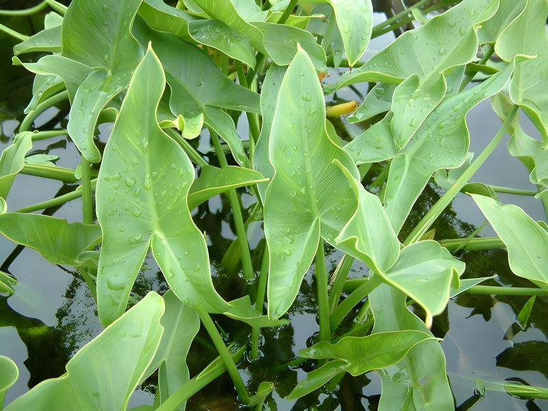 Peltandra undulata - Green Arrow Arum, Pond Marginal Plant
