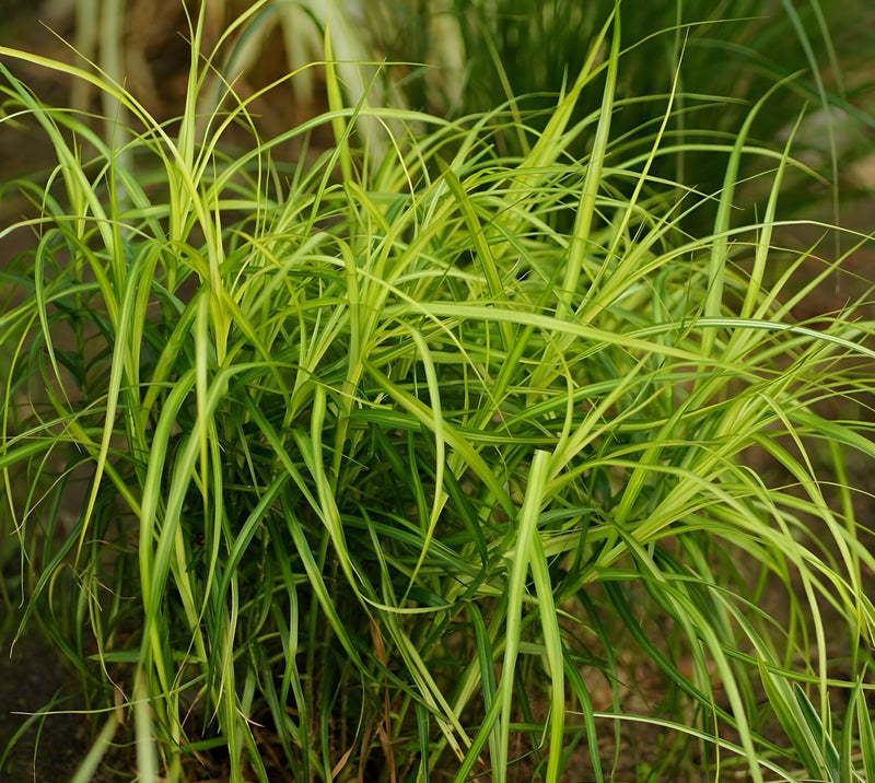 Carex muskingumensis