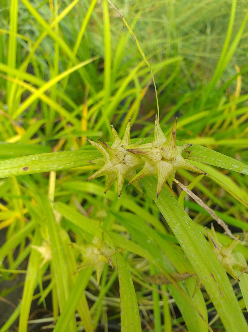 Carex grayi