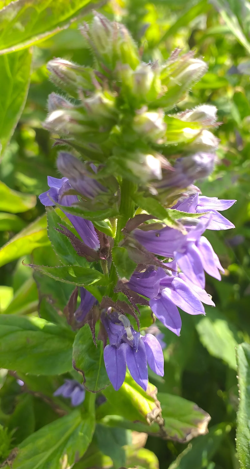 Lobelia siphilitica