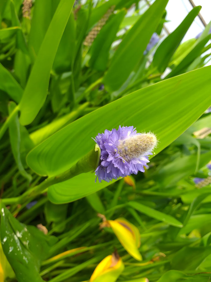 Pontederia cordata var. lancifolia - Giant Pickerel Weed, Pond Plant