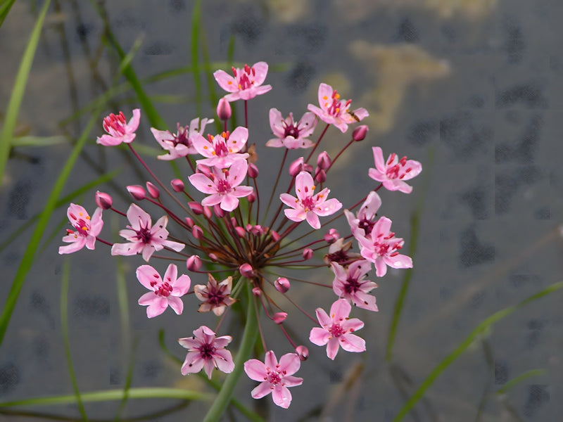 Lincolnshire Pond Plants Frog Pack potted - FFPL02