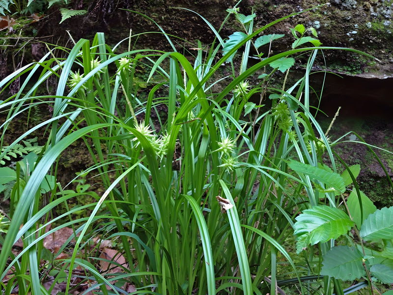Carex grayi