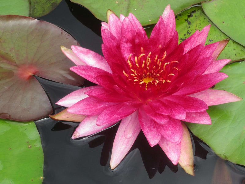 Dragonflies & Damselflies Pack - Live Aquatic Pond Plants
