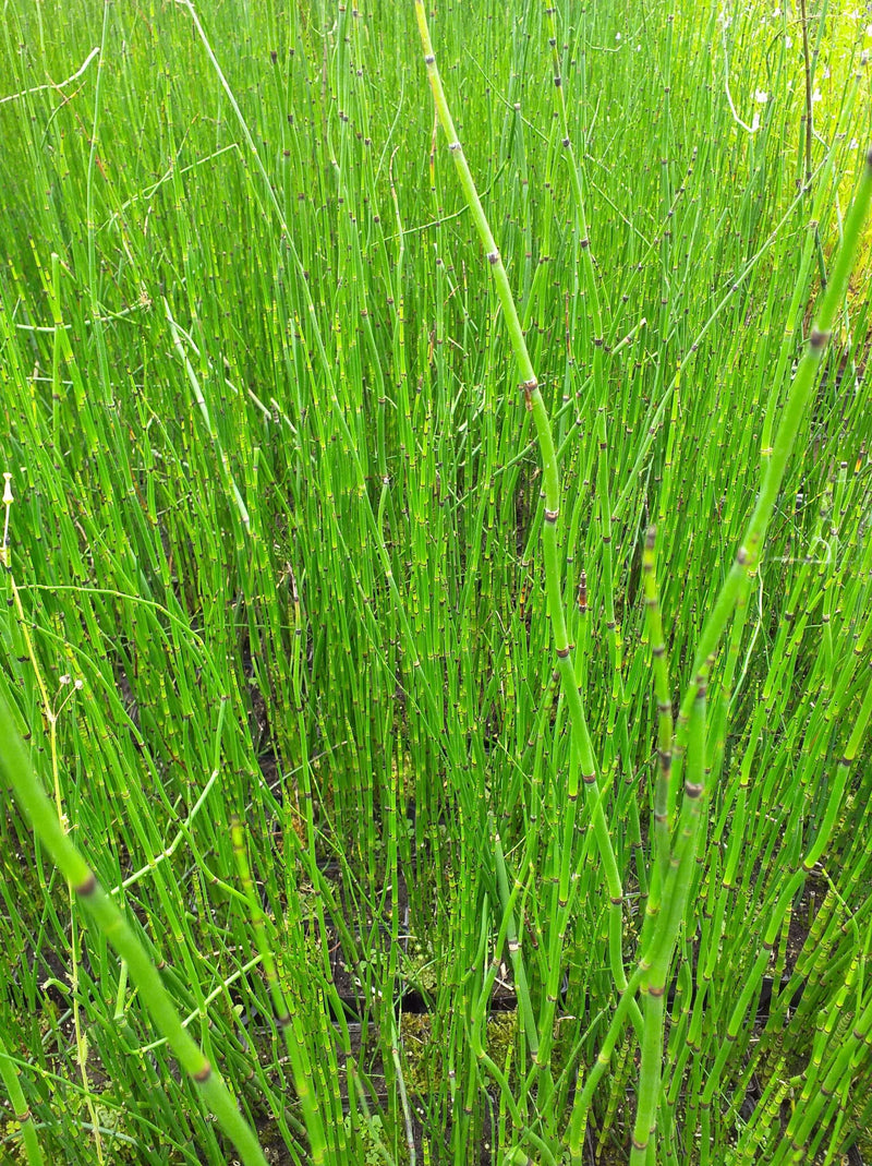 Equisetum hyemale - Rough Horsetail (Scouring Rush), Pond Marginal Plant