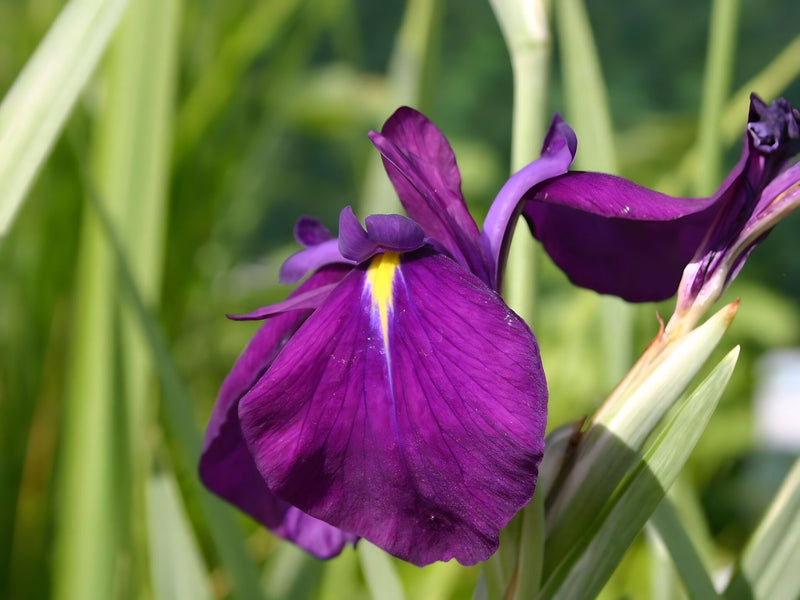 Iris ensata 'Variegata'
