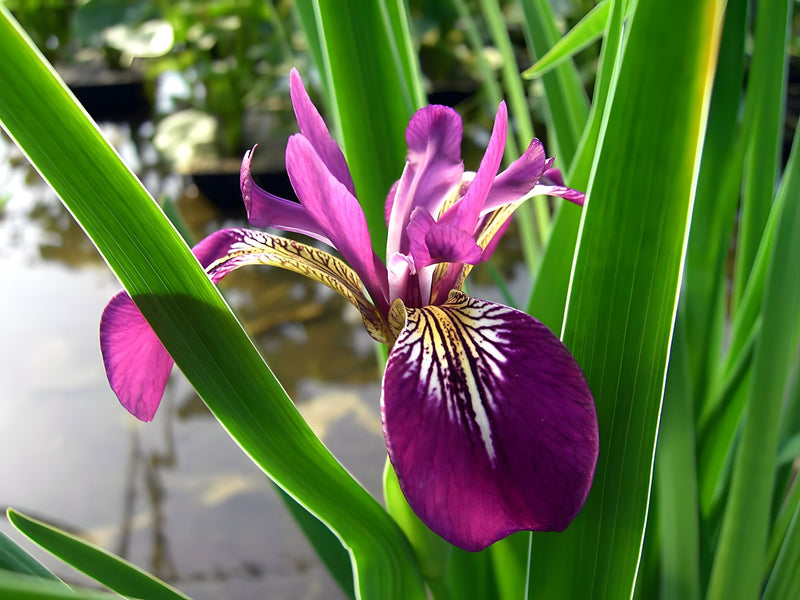 Lincolnshire Pond Plants Bee Pack - Potted - BFPL02
