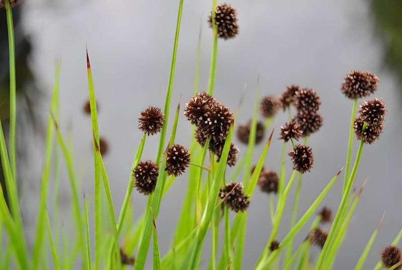 Lincolnshire Pond Plants Frog Pack potted - FFPL02