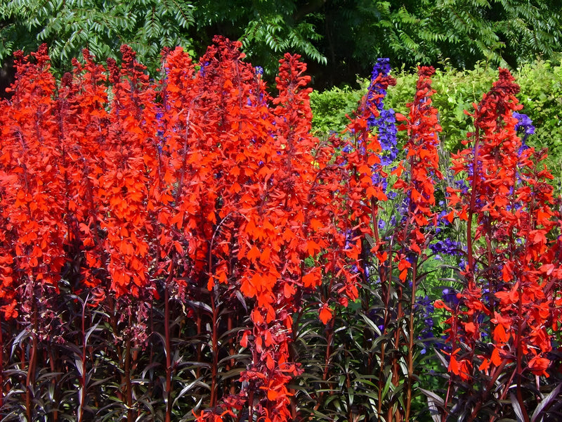 Lincolnshire Pond Plants Bee Marginal 8 Pack - Bareroot- BF801