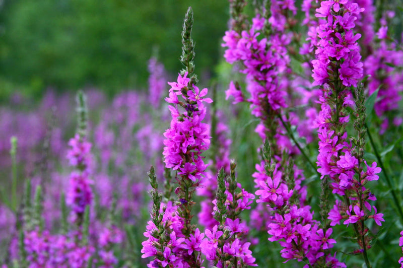 Lincolnshire Pond Plants Native Pack Potted - NNL02