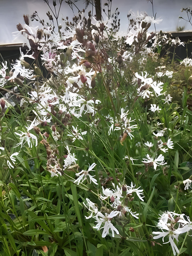 Lychnis flos-cuculi alba