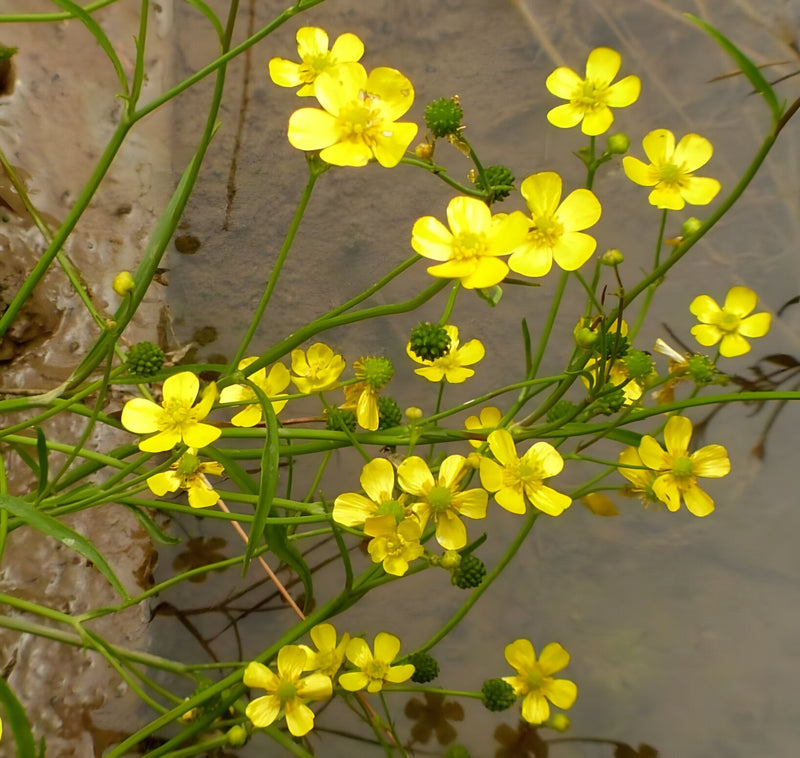 Lincolnshire Pond Plants Native Marginal 8 Pack Potted - NP802