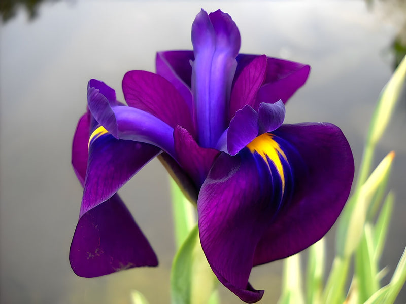 Iris ensata 'Variegata'