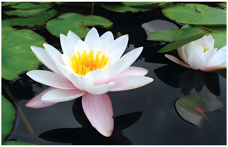 Nymphaea 'Venusta'